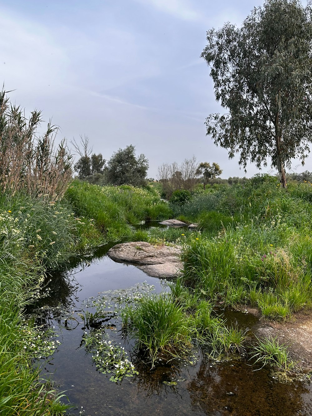 a small stream running through a lush green field