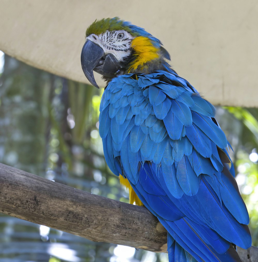 a blue and yellow parrot sitting on a branch