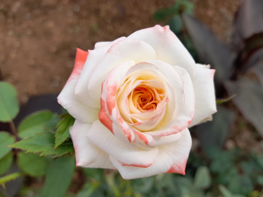 a close up of a pink and white rose