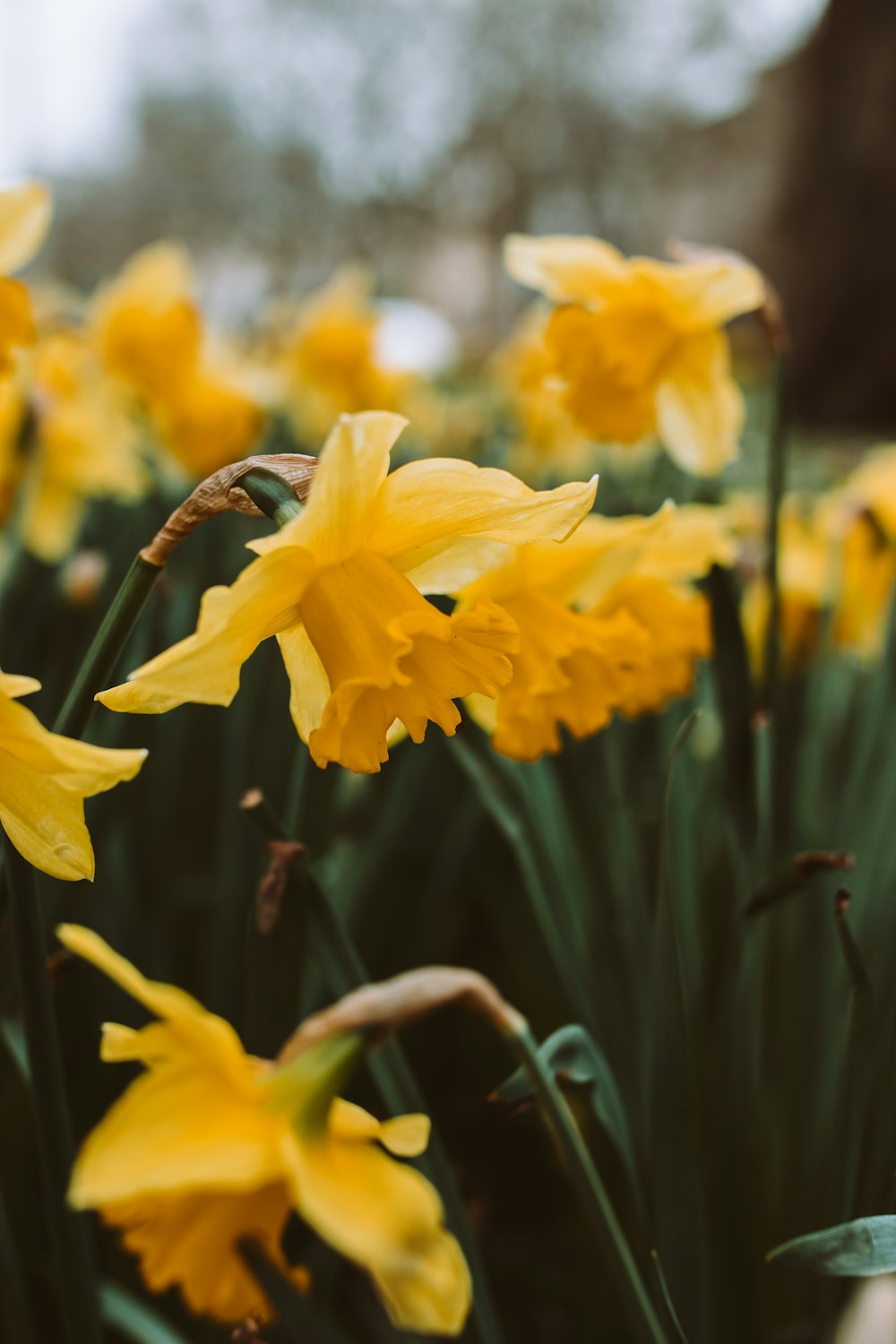 a bunch of yellow flowers that are in the grass