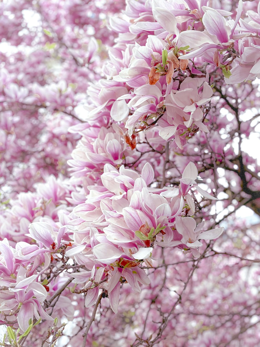 a tree with lots of pink flowers on it