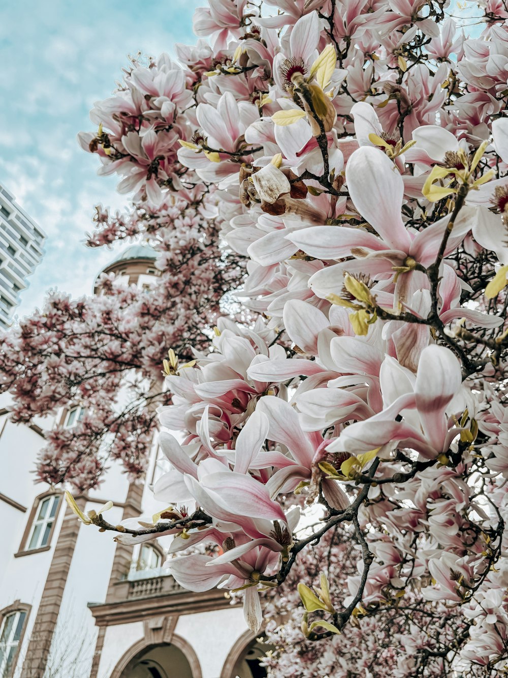 a tree with lots of pink flowers in front of a building