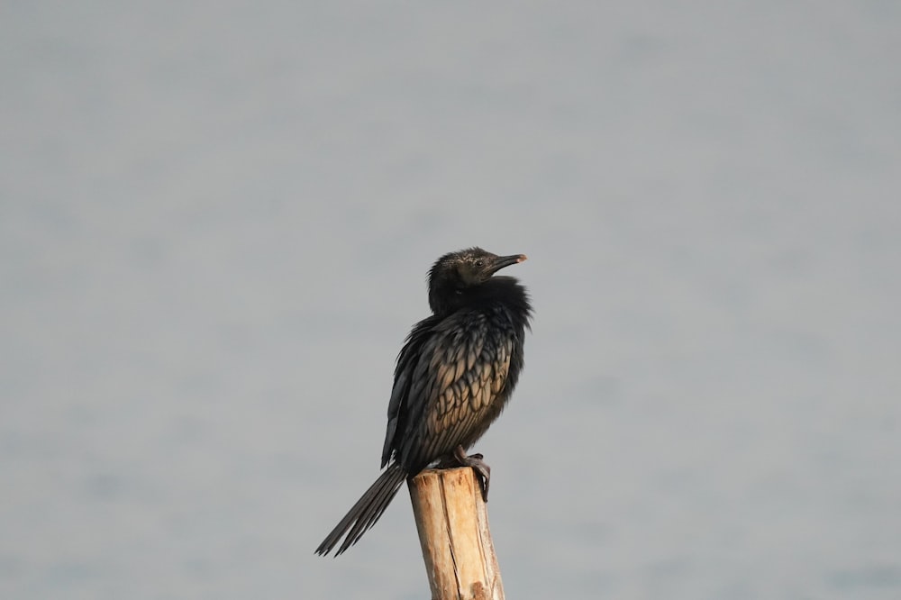 a black bird sitting on top of a wooden pole