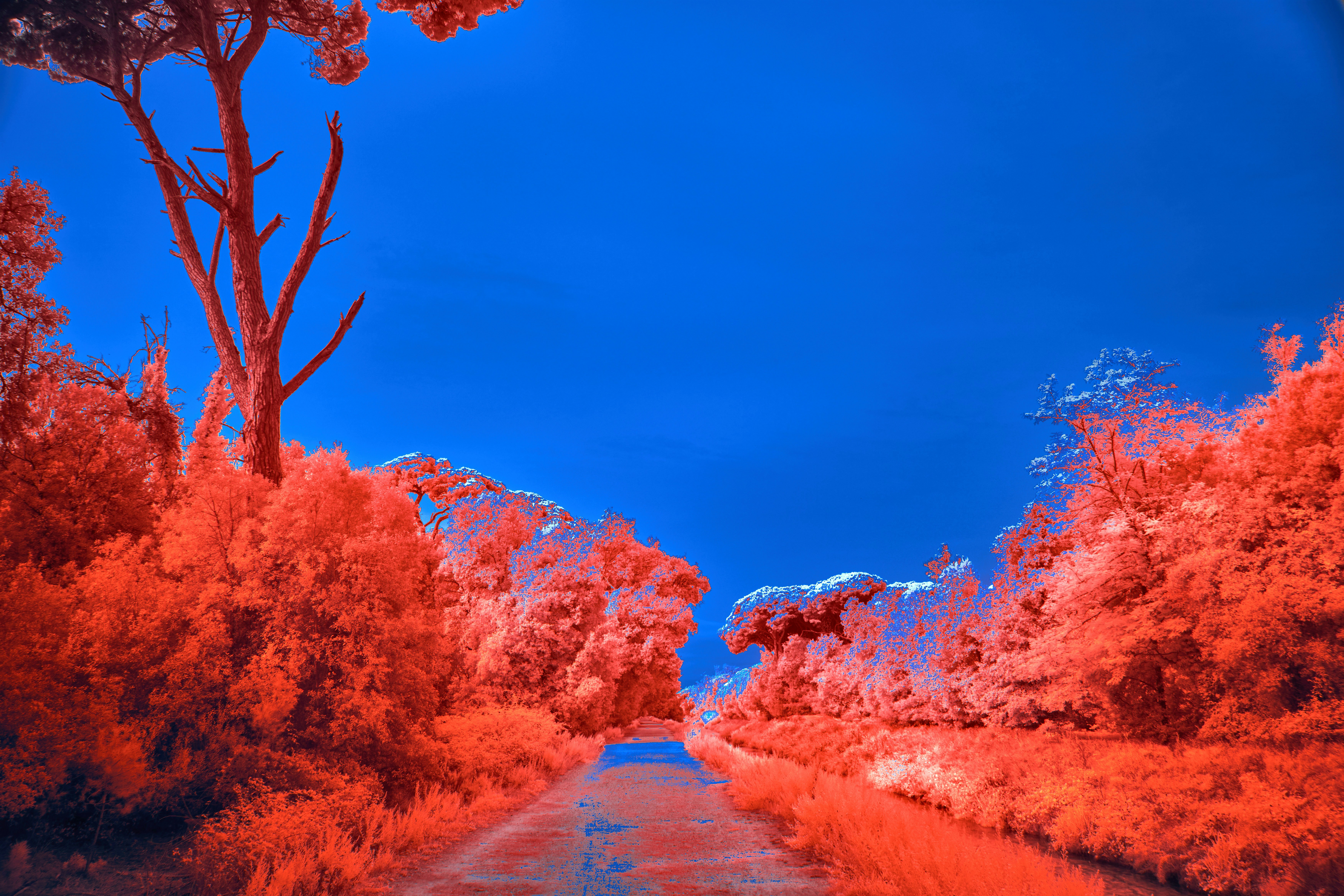 赤い木々と青い空が織りなす赤外線風景の写真 – Unsplashの無料画像
