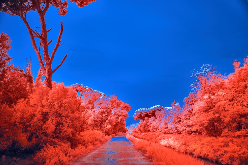 an infrared image of a road surrounded by trees