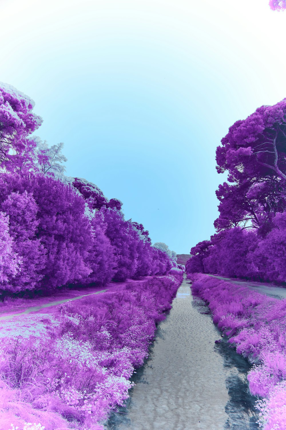 a purple landscape with trees and a path