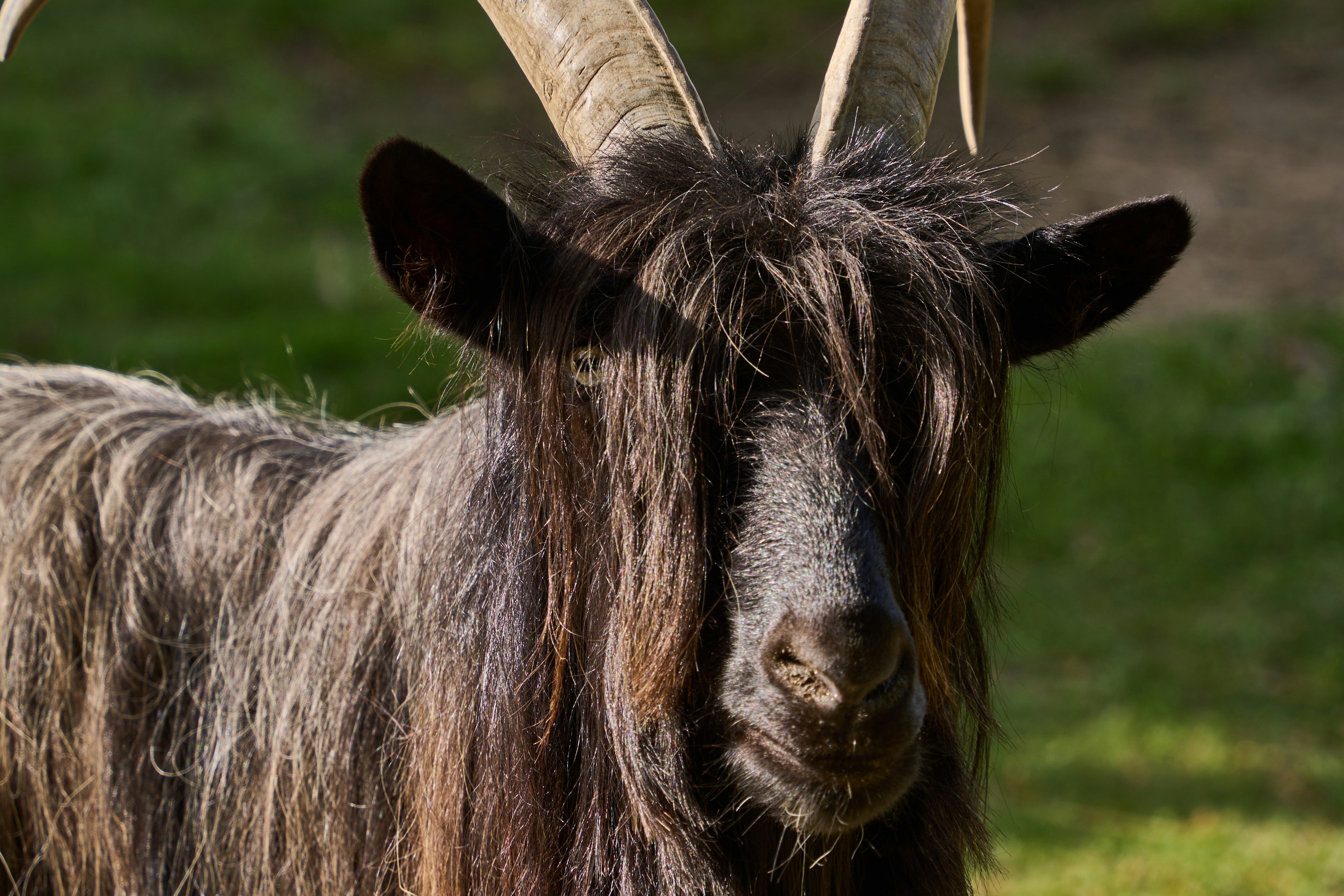 Photo by wolfgang_hasselmann