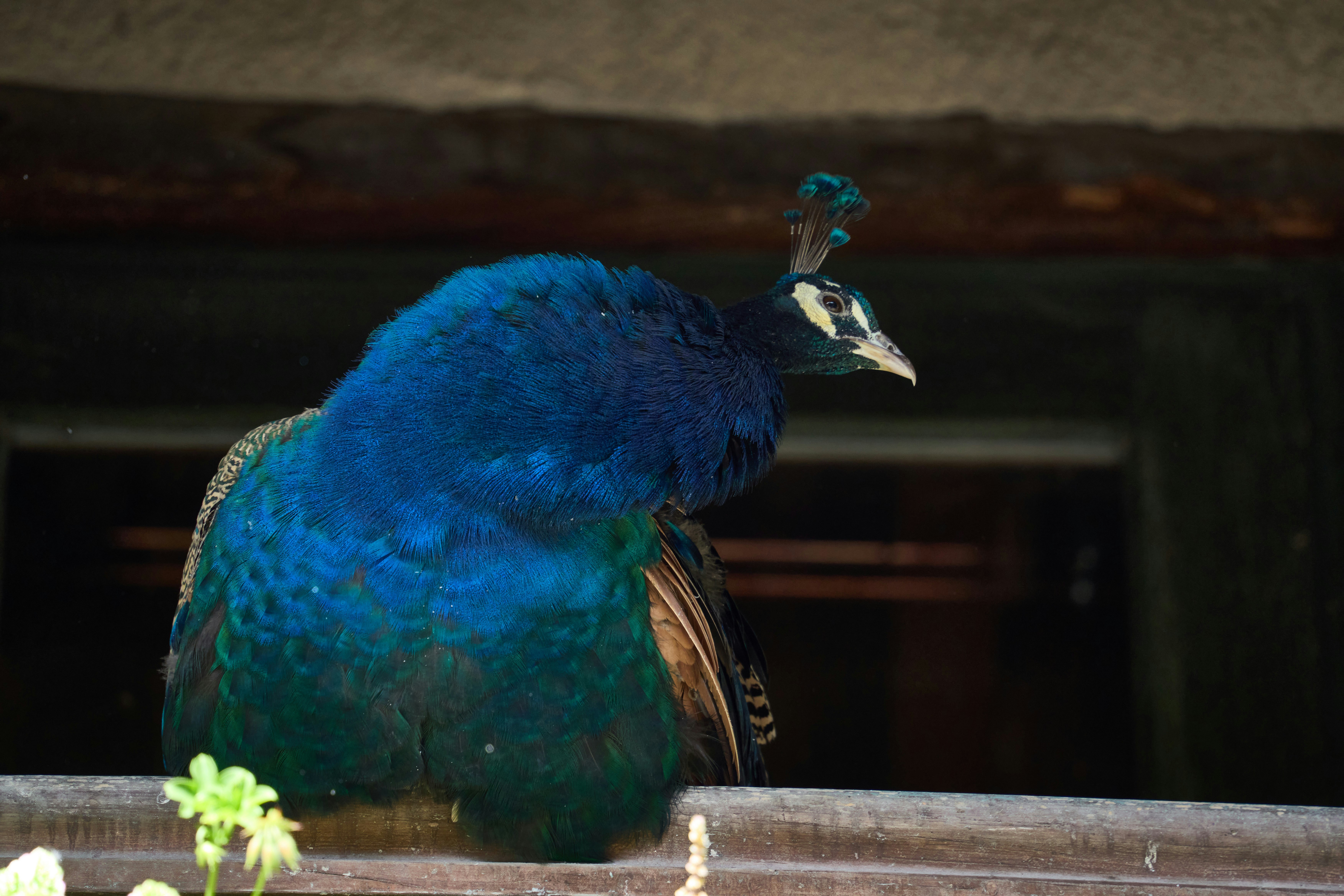 Photo by wolfgang_hasselmann