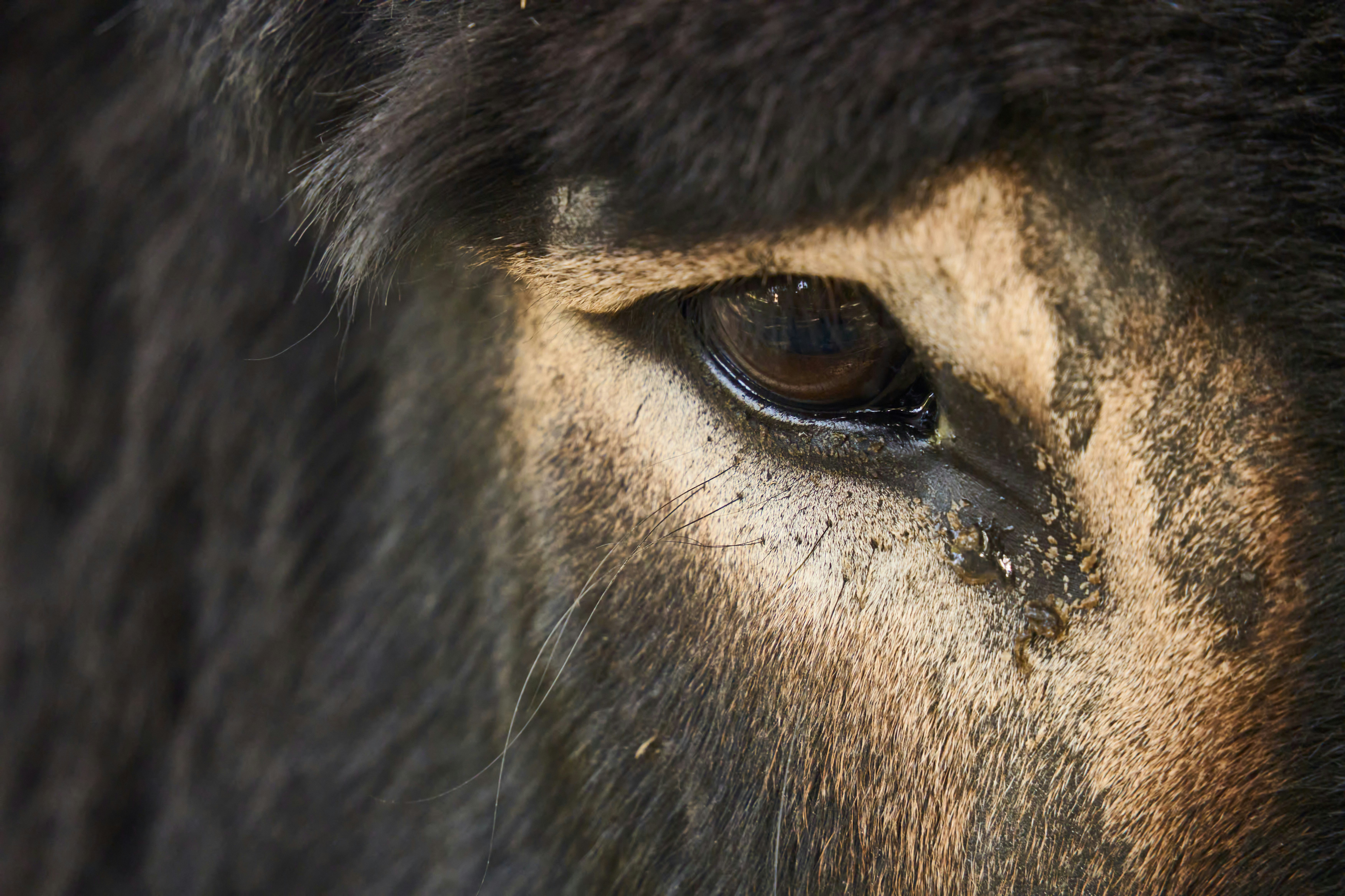 Photo by wolfgang_hasselmann