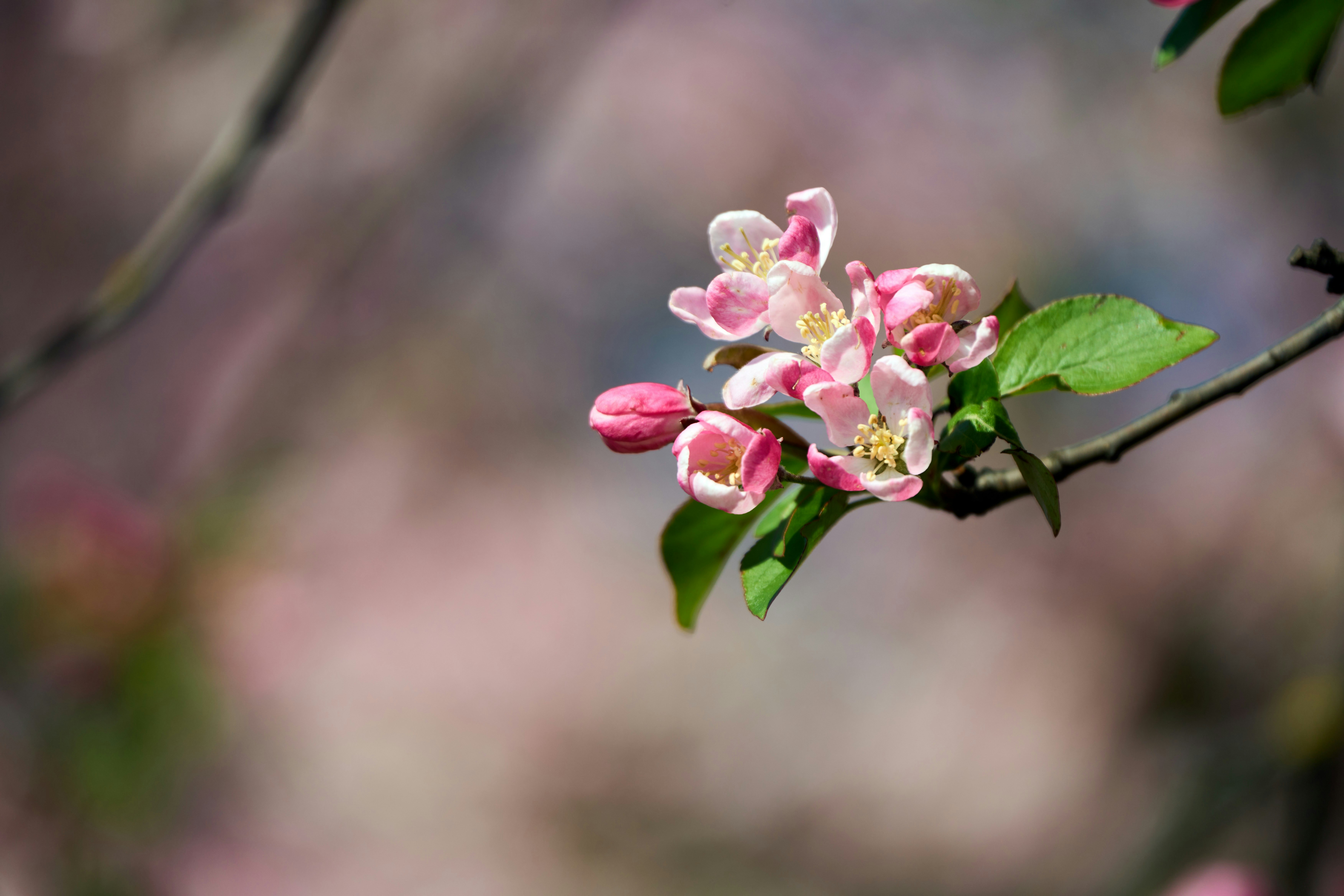 Photo by wolfgang_hasselmann