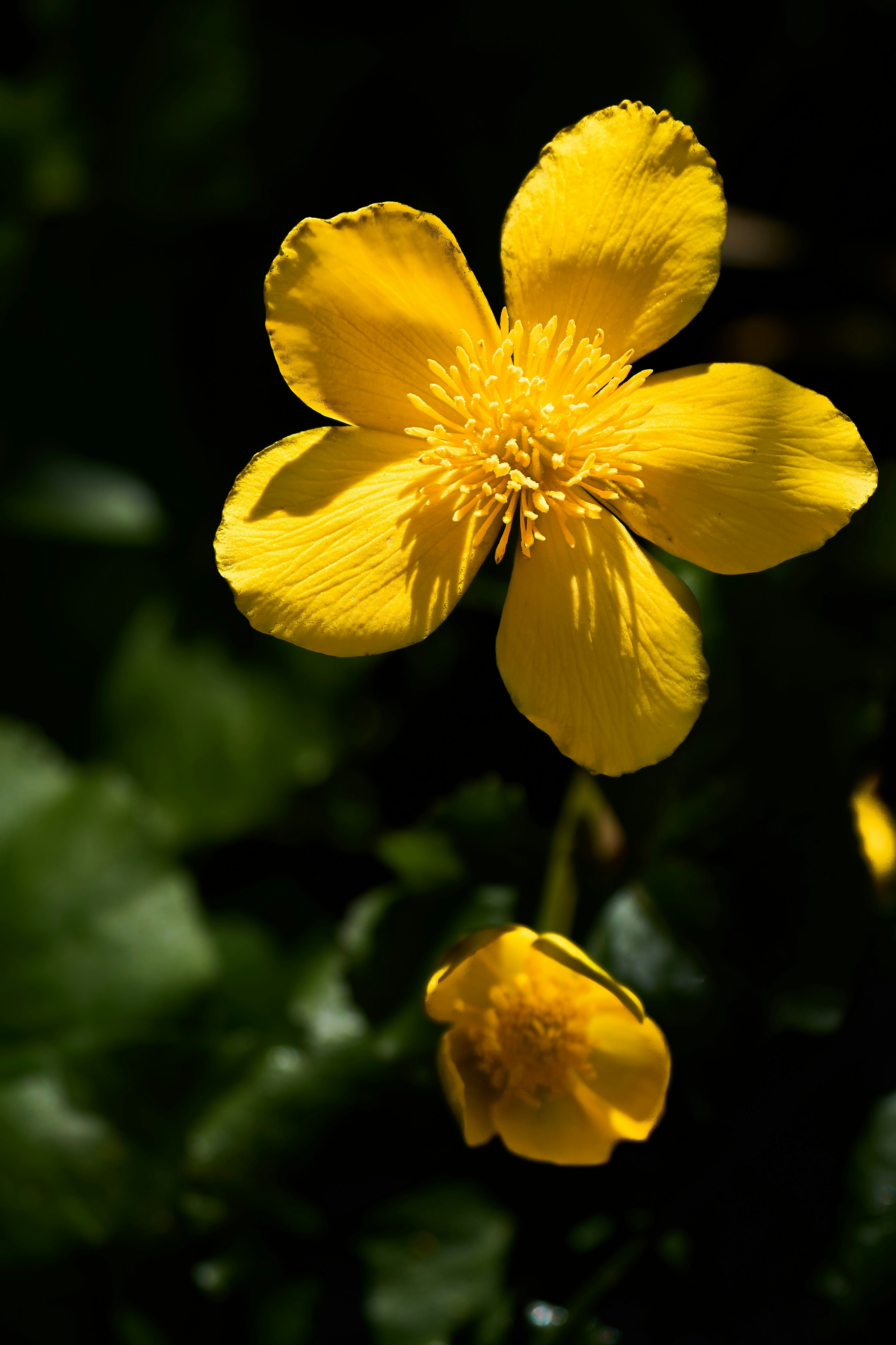 Photo by wolfgang_hasselmann