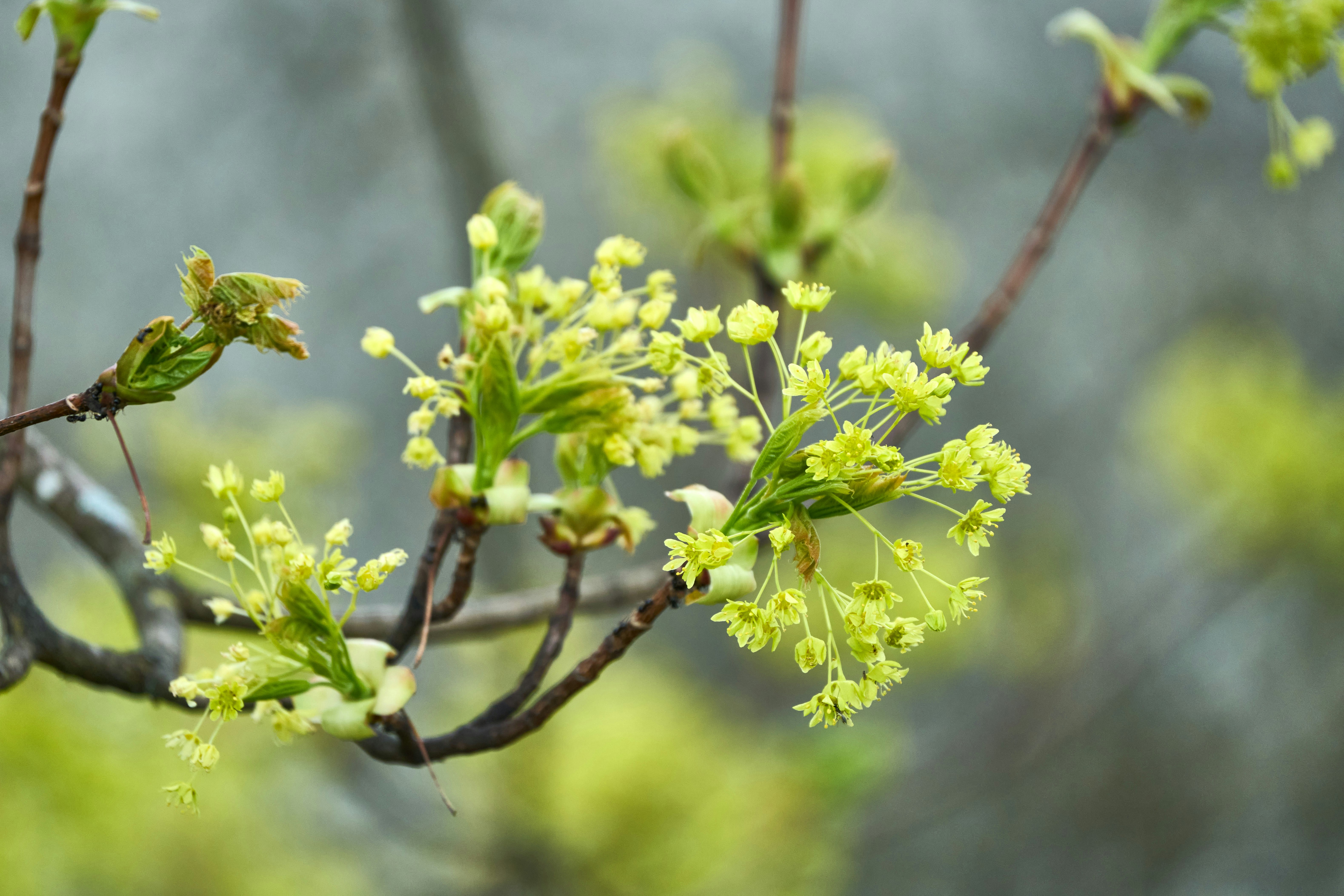 Photo by wolfgang_hasselmann