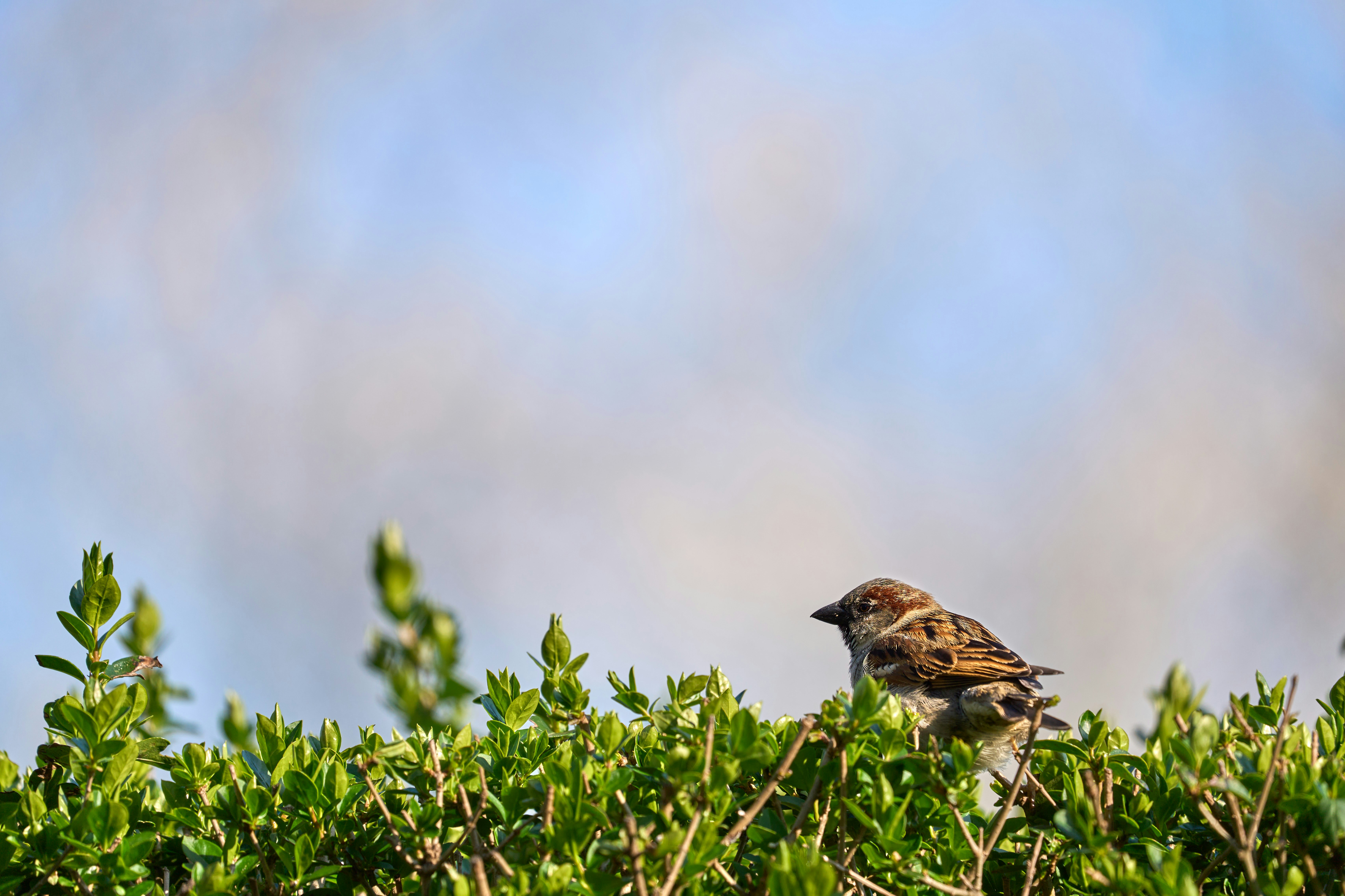 Photo by wolfgang_hasselmann