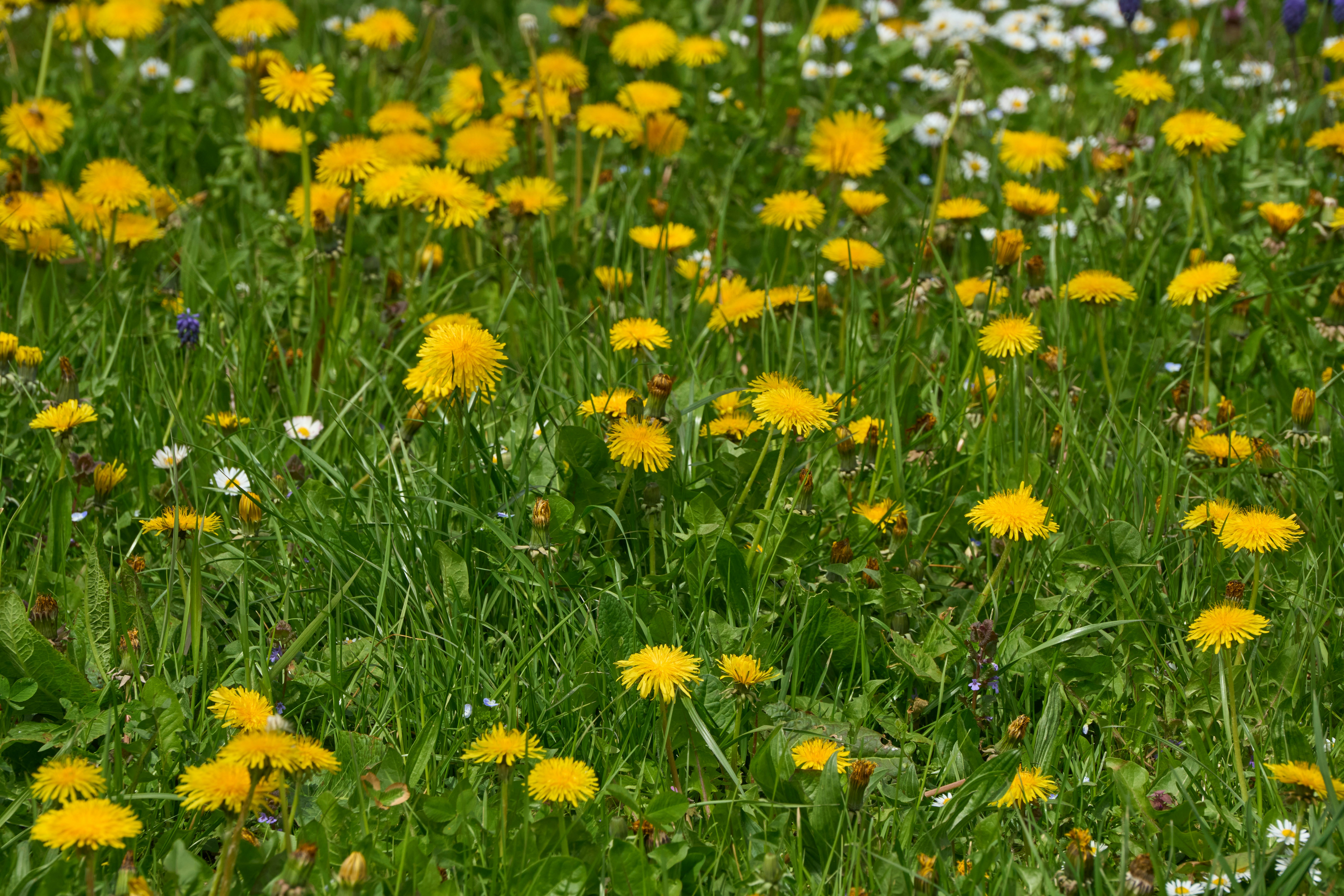 Photo by wolfgang_hasselmann