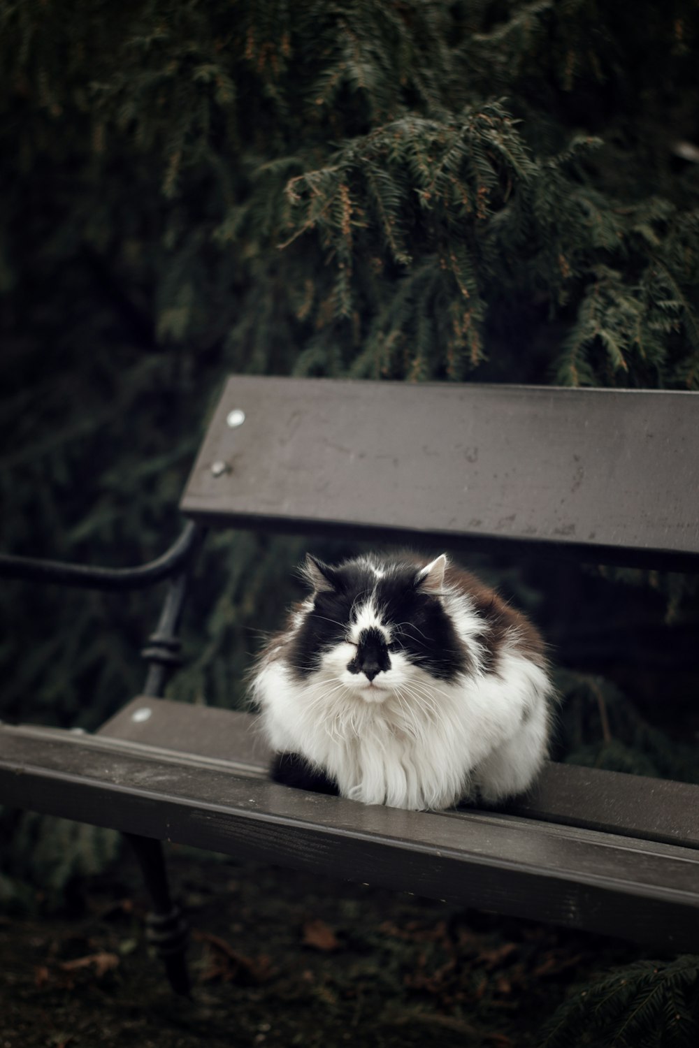 Un gato blanco y negro está sentado en un banco