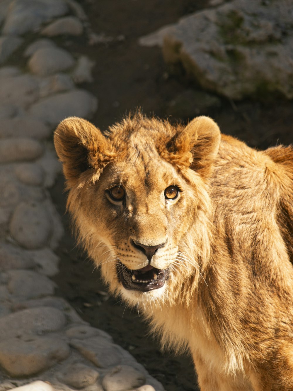 a close up of a lion on a rocky surface