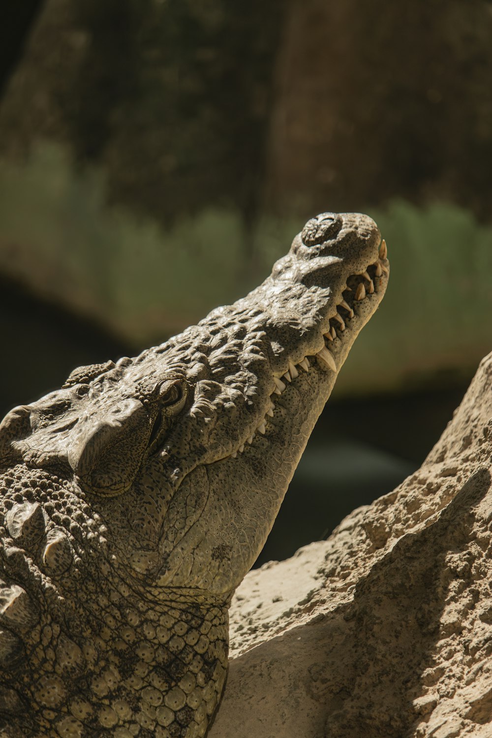 a close up of a crocodile's head with its mouth open