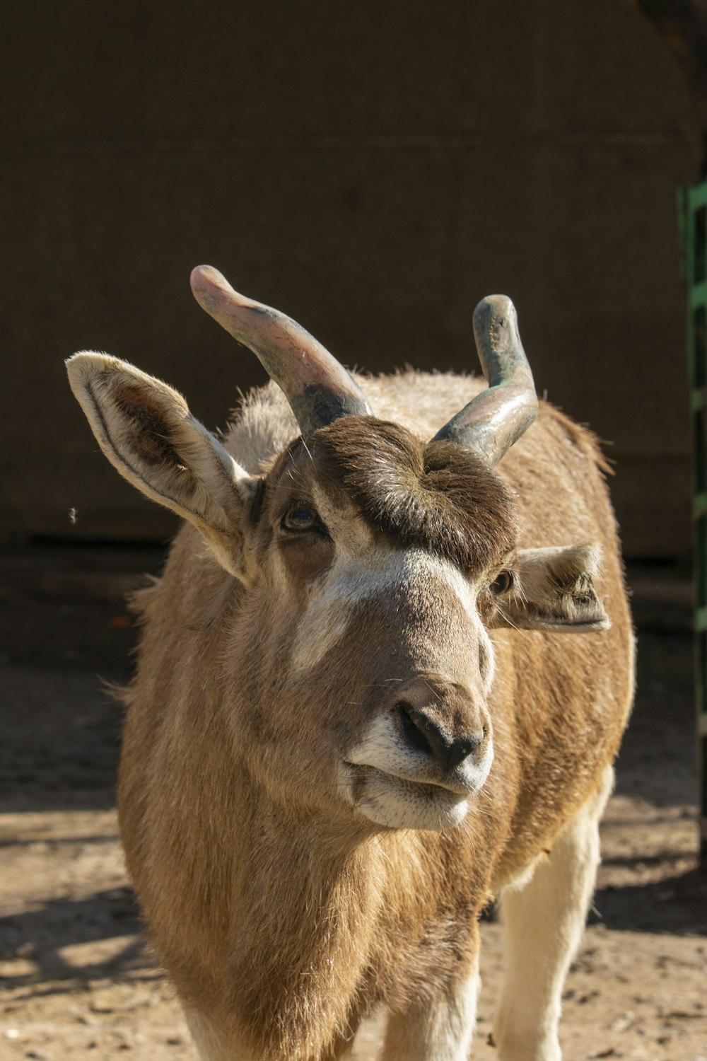 a close up of a goat on a dirt ground