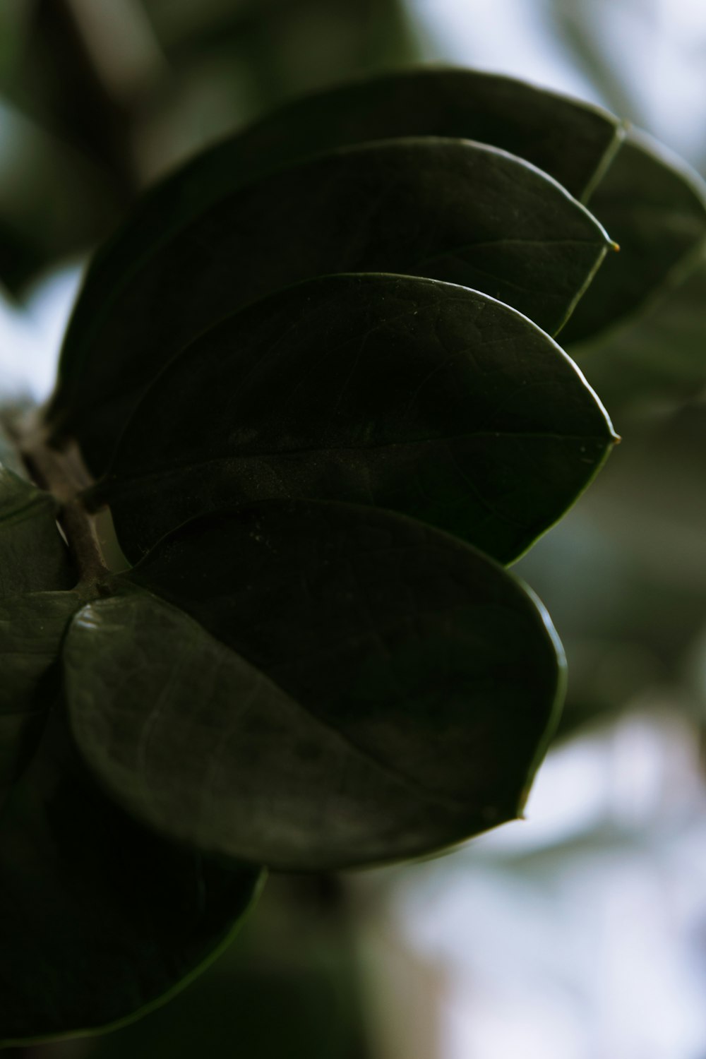 un primo piano di una pianta a foglia verde