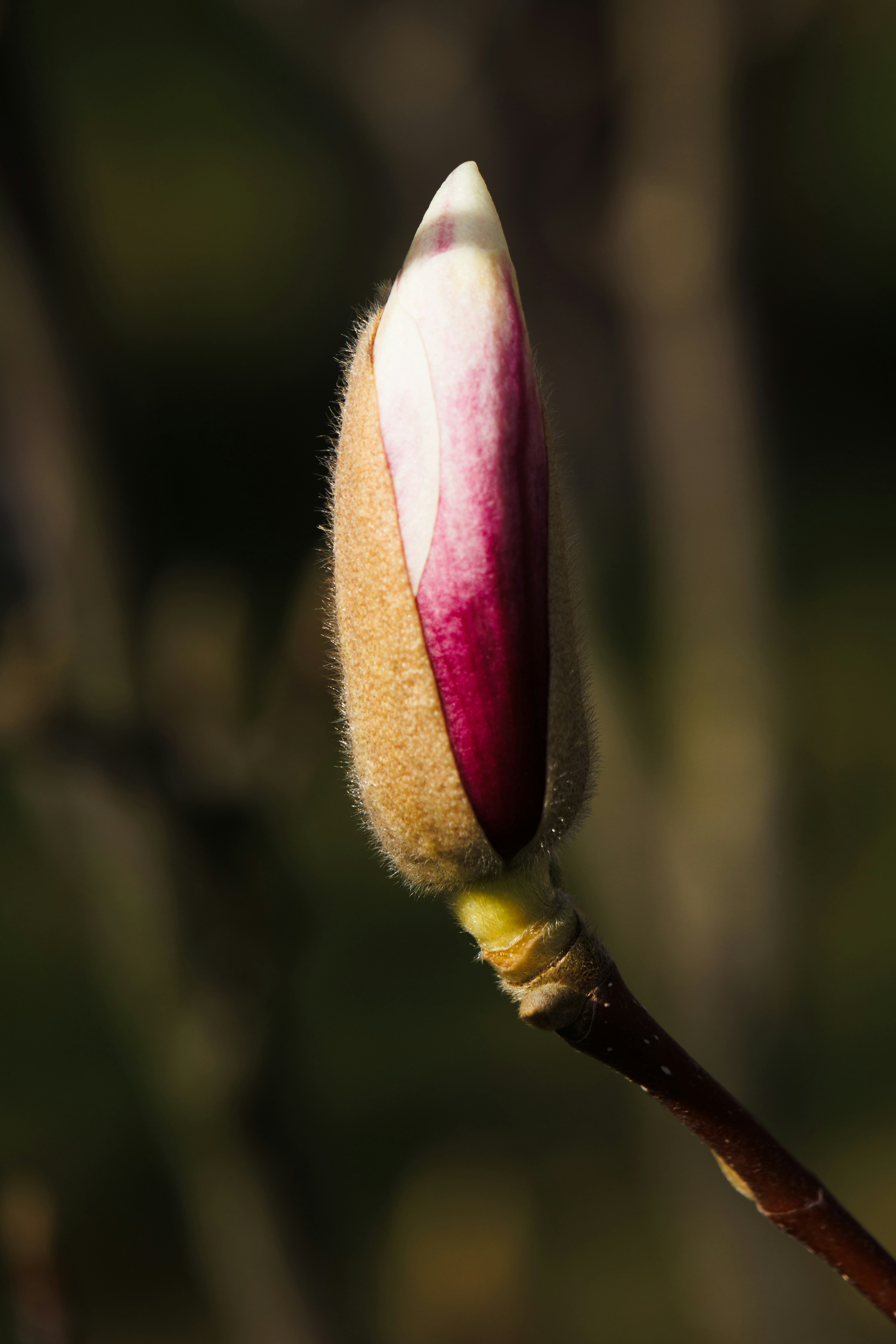 Photo by janezarubova