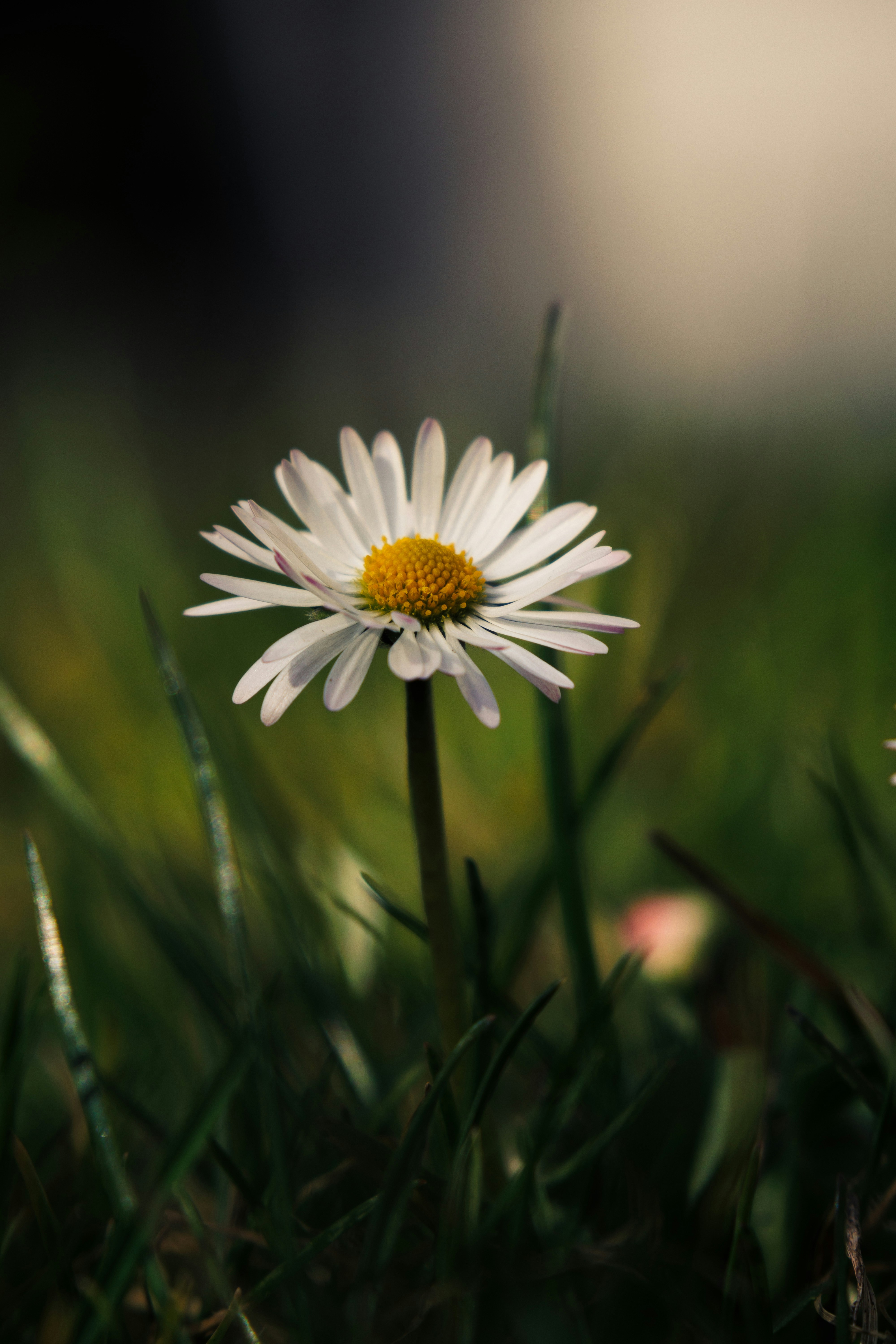 Photo by janezarubova