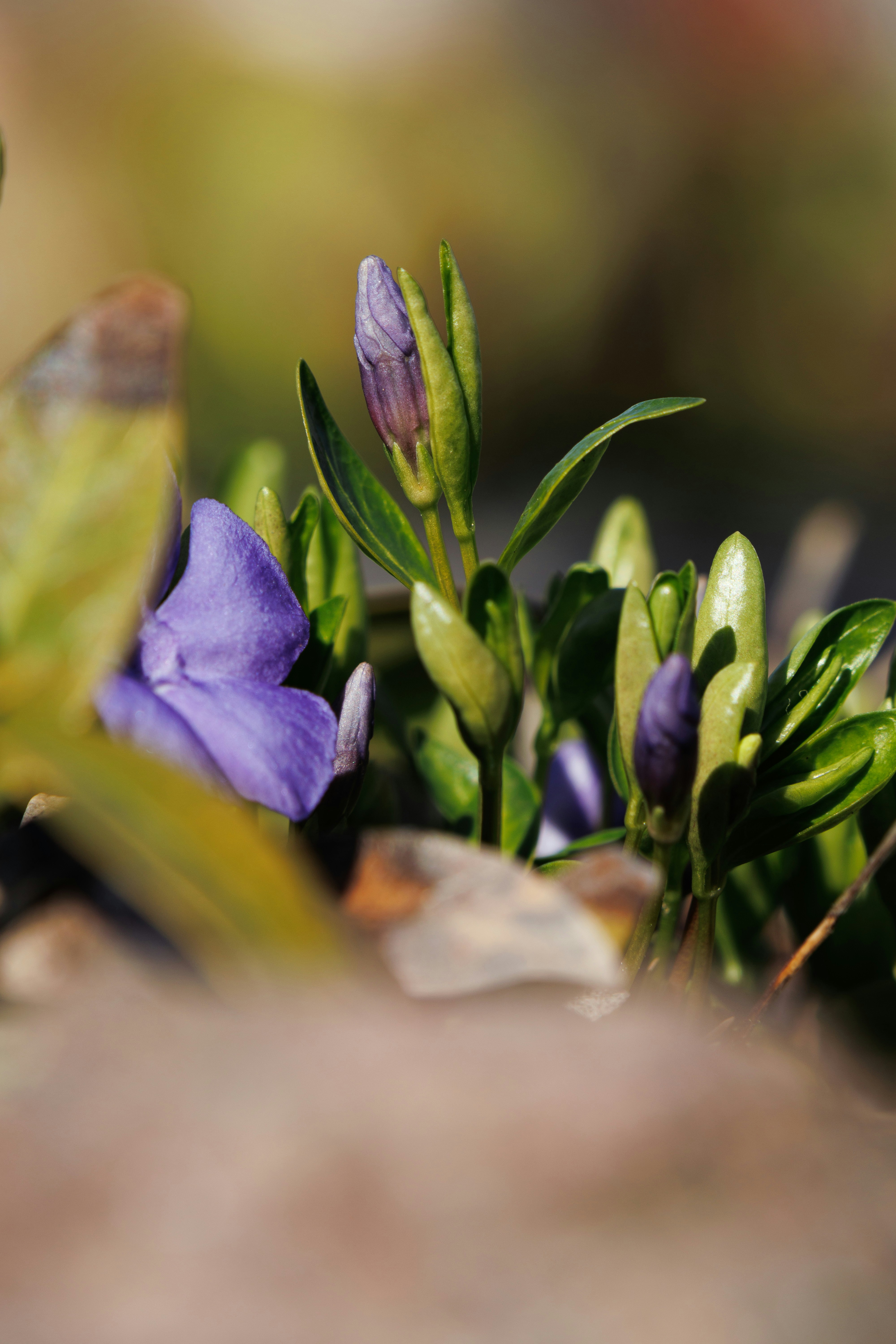 un primo piano di un fiore viola con foglie verdi