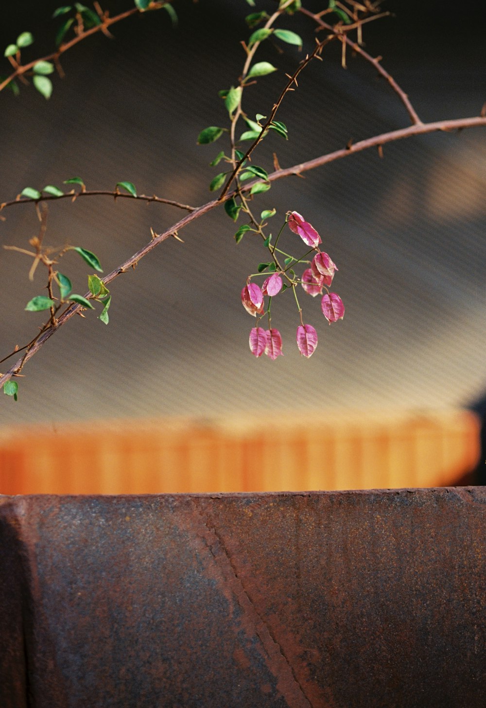 a branch with pink flowers and green leaves