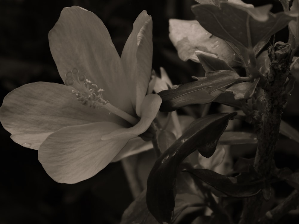 a close up of a flower on a plant