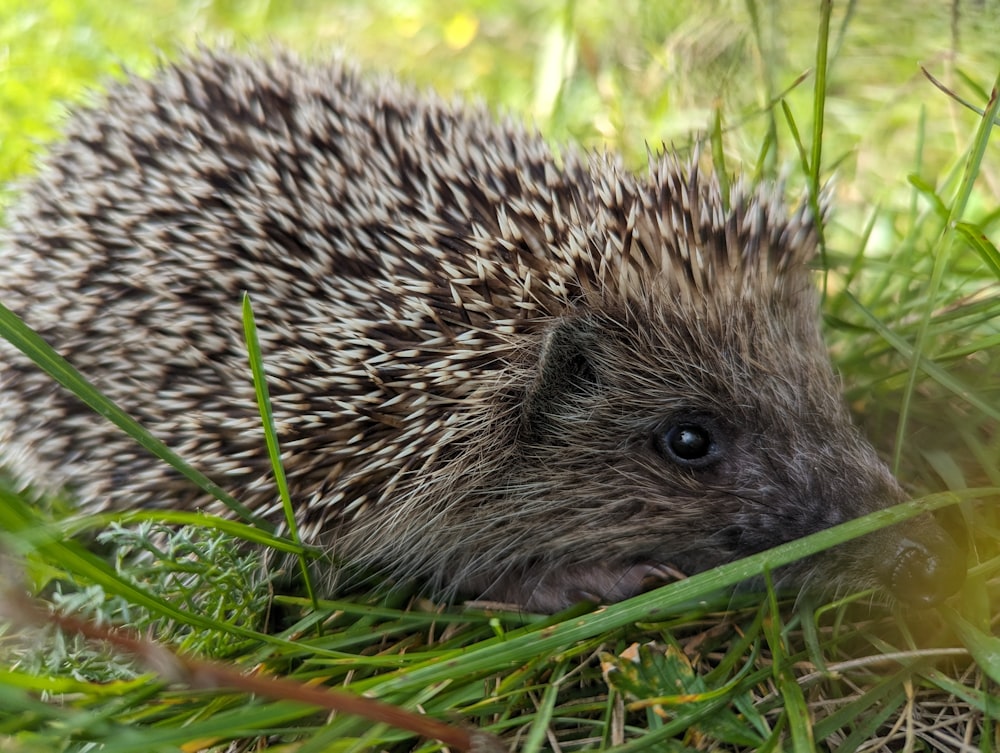 a small hedgehog is walking through the grass