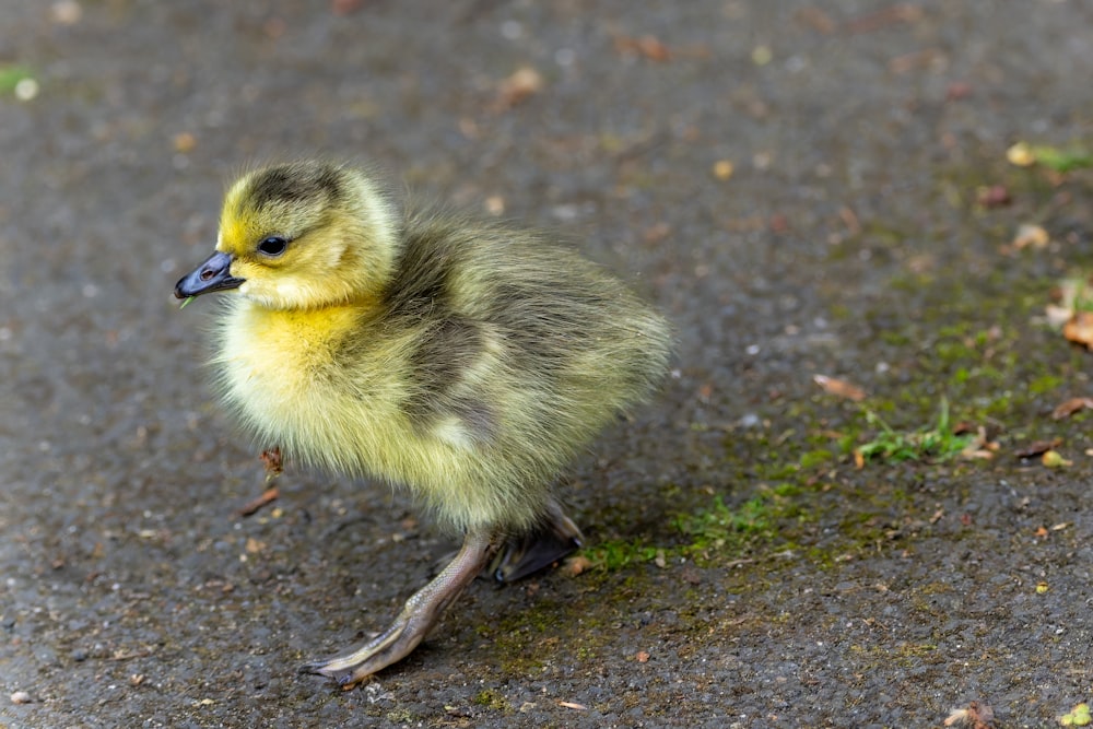 a small duckling is standing on the pavement