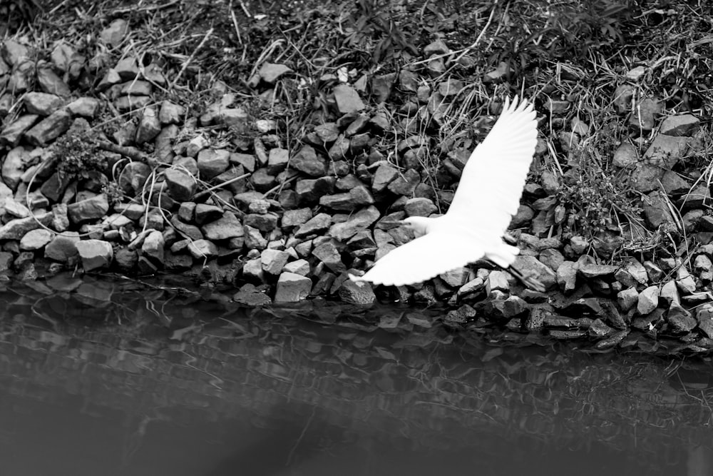 a white bird flying over a body of water