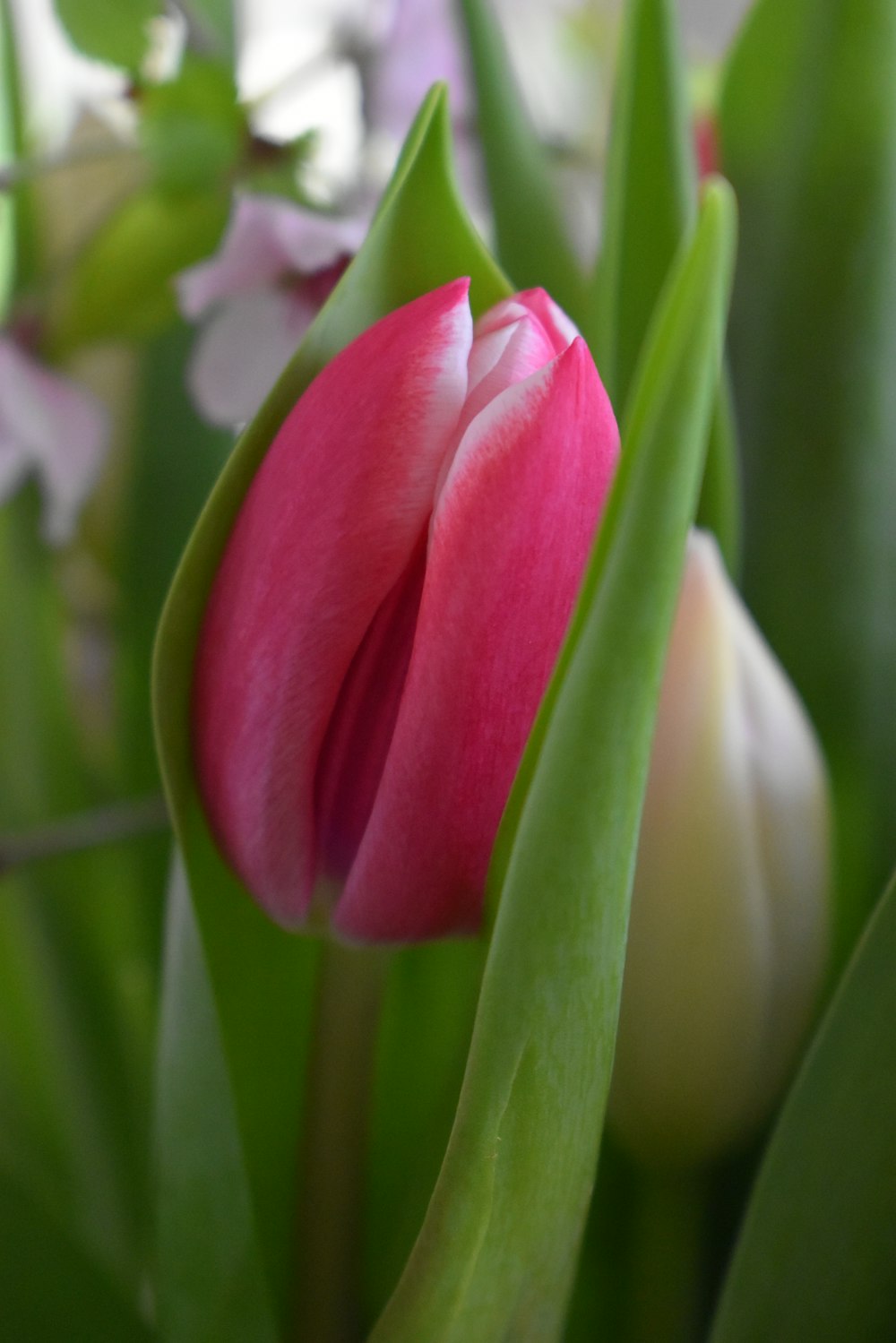 a close up of a pink and white tulip