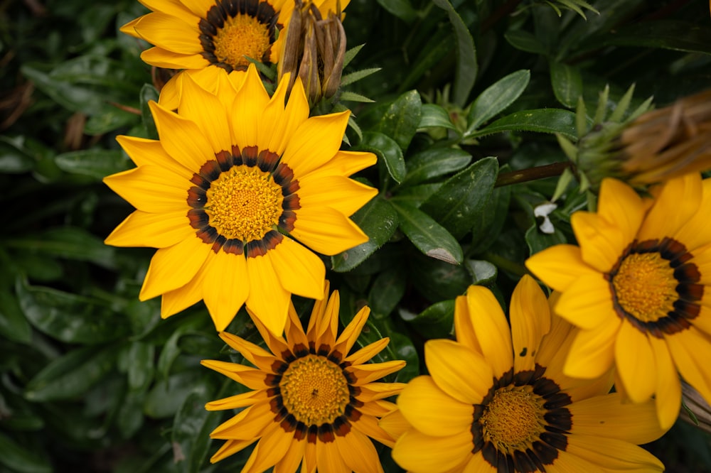 a bunch of yellow flowers with green leaves