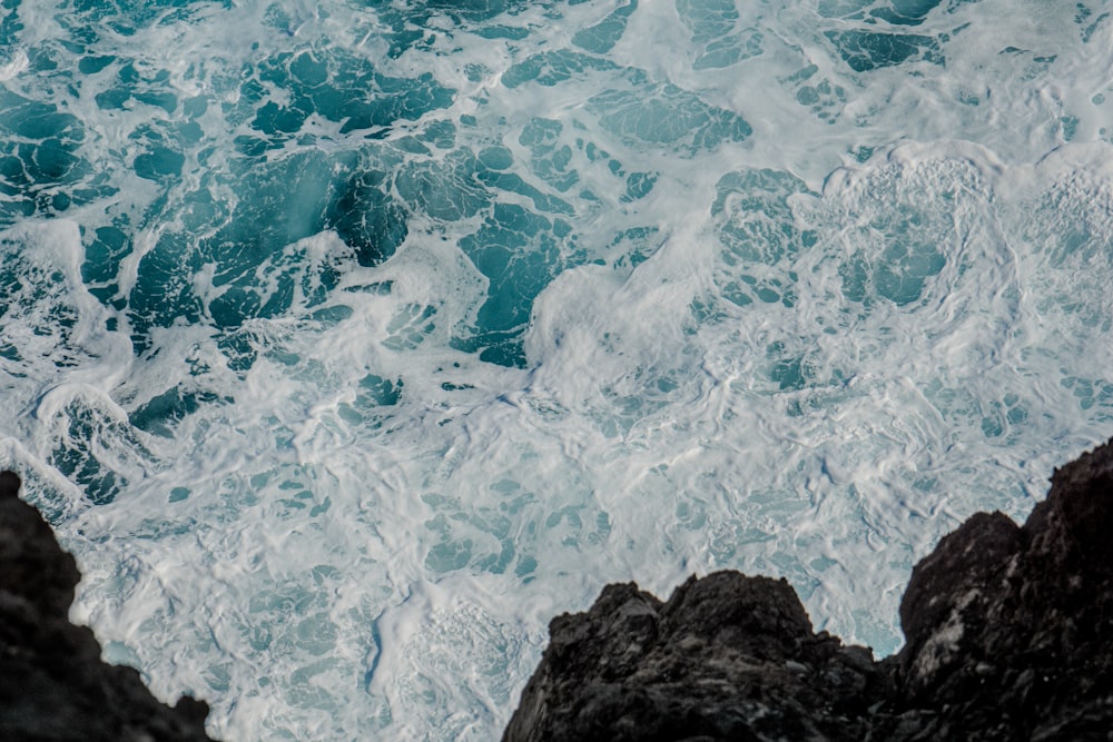 a bird is perched on a rock near the ocean