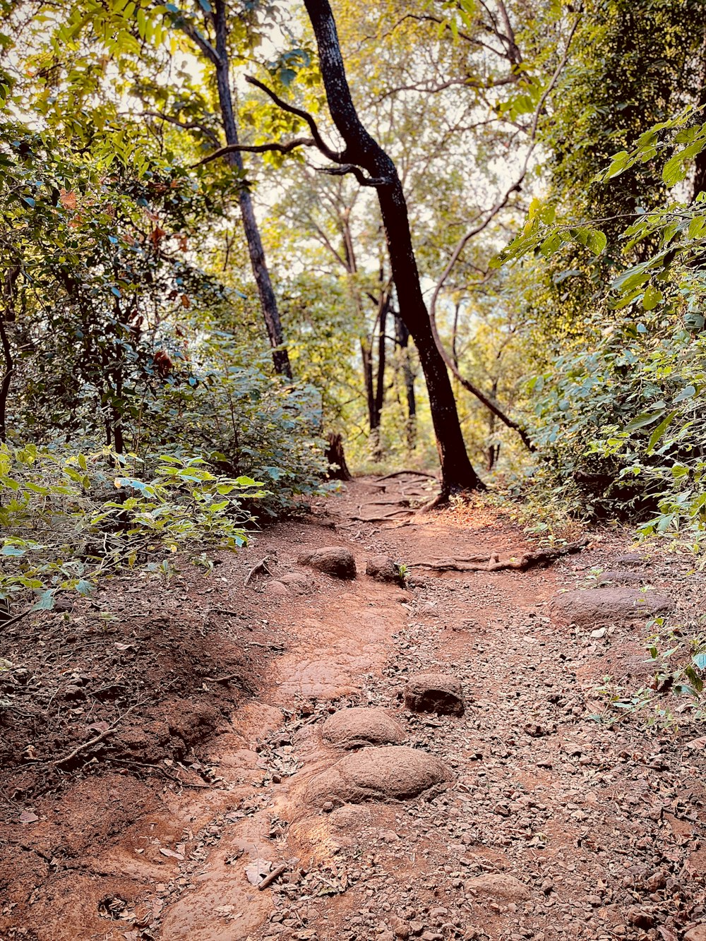 a dirt path in the middle of a forest