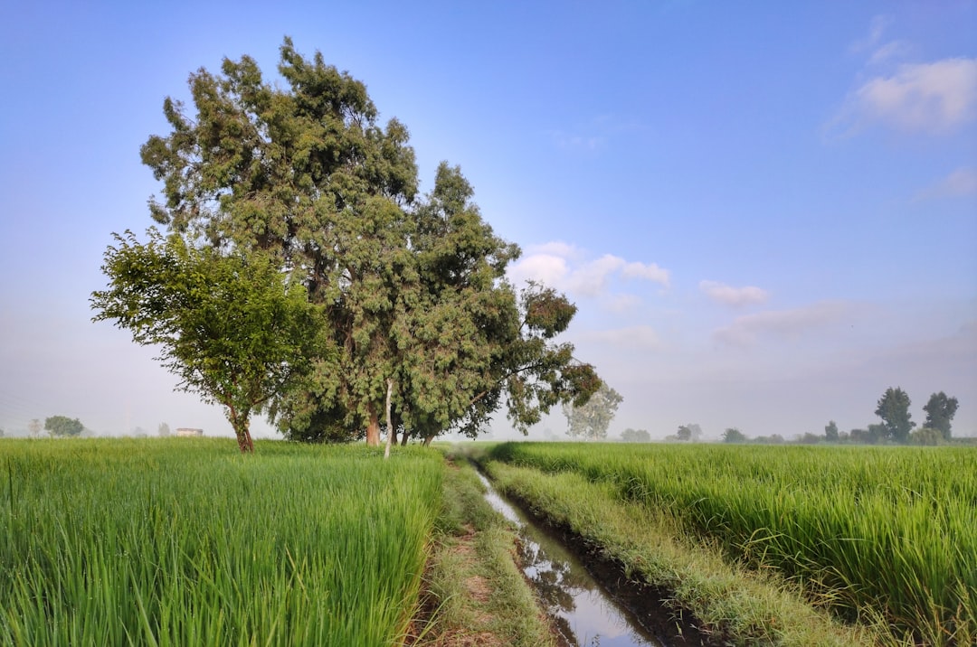 a field with a puddle of water in the middle of it,