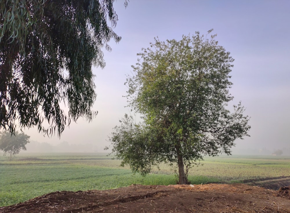 a tree in a field on a foggy day