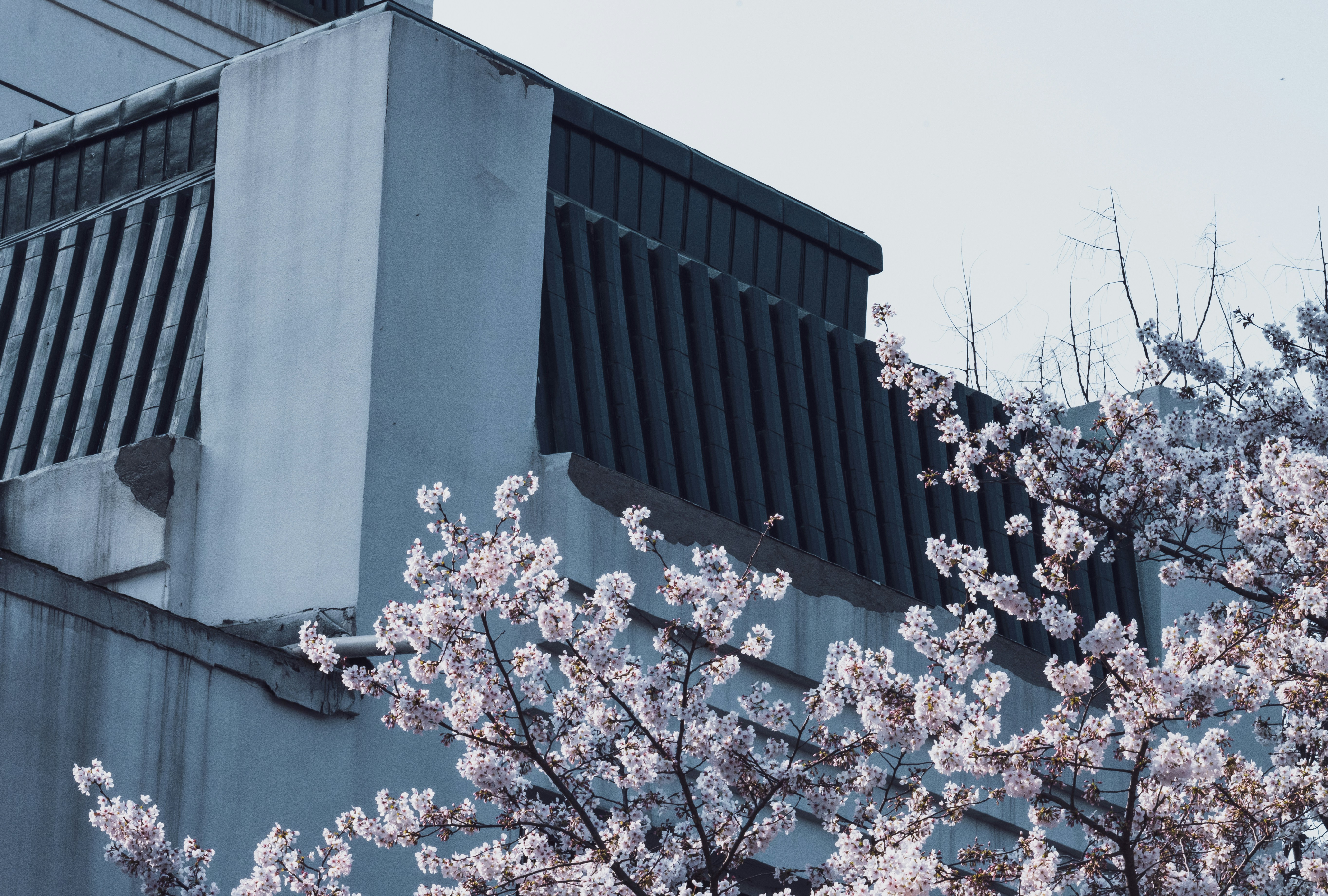 A tree with pink flowers in front of a building photo – Free Hubei ...