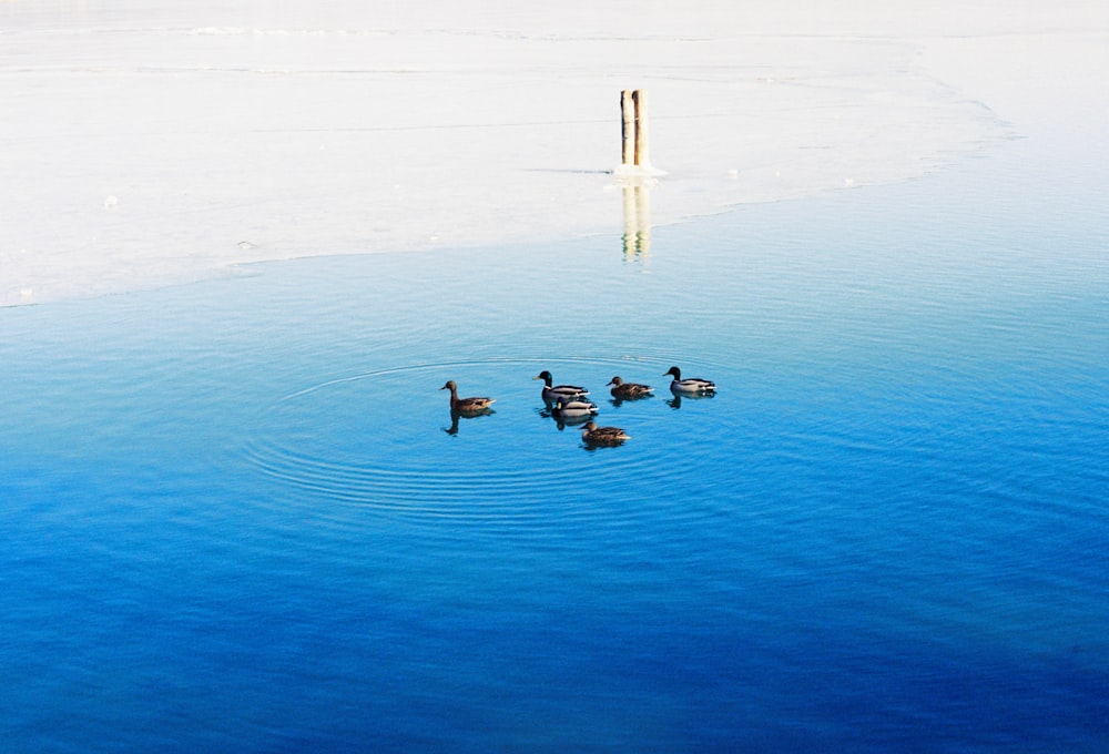 un gruppo di anatre che galleggiano sulla cima di un lago