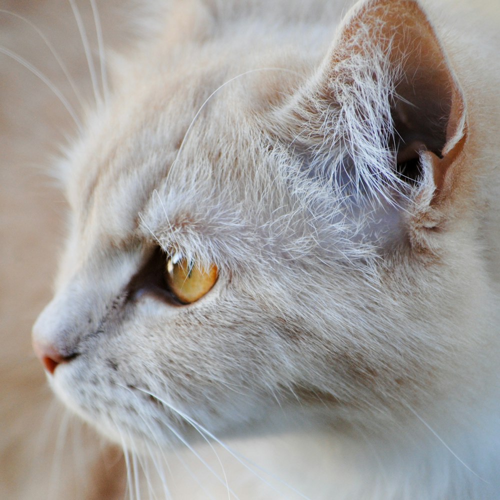 a close up of a white cat with yellow eyes