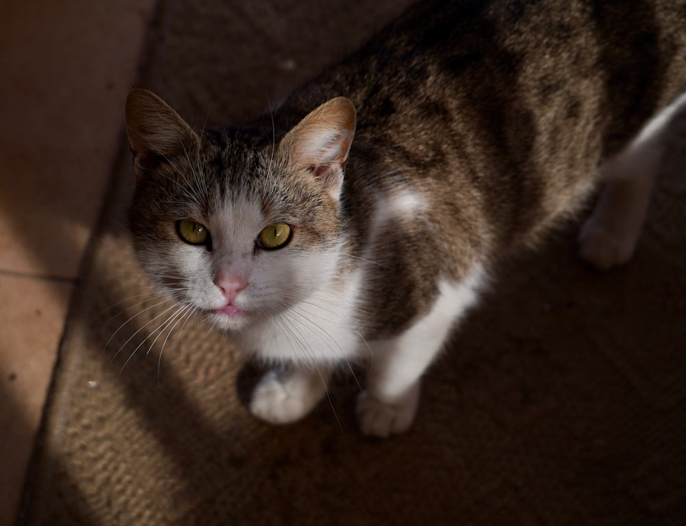 a cat sitting on the floor looking up