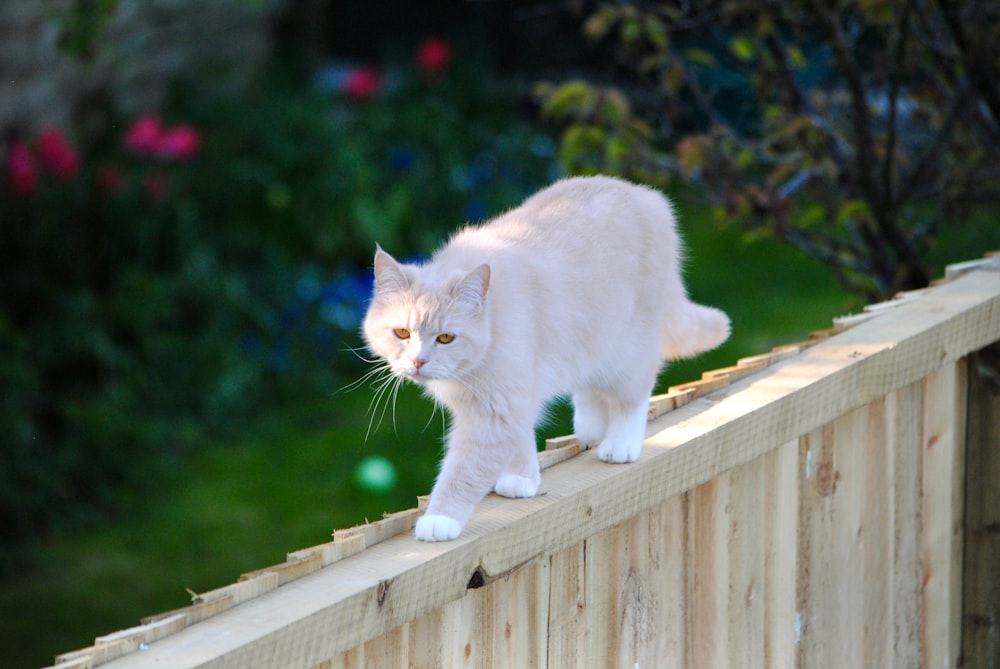 a white cat standing on top of a wooden fence