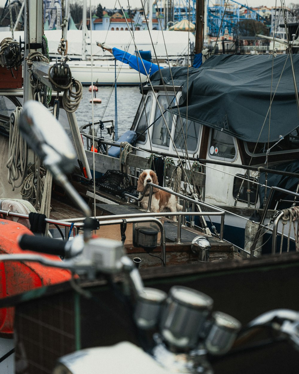 um cão está sentado no convés de um barco