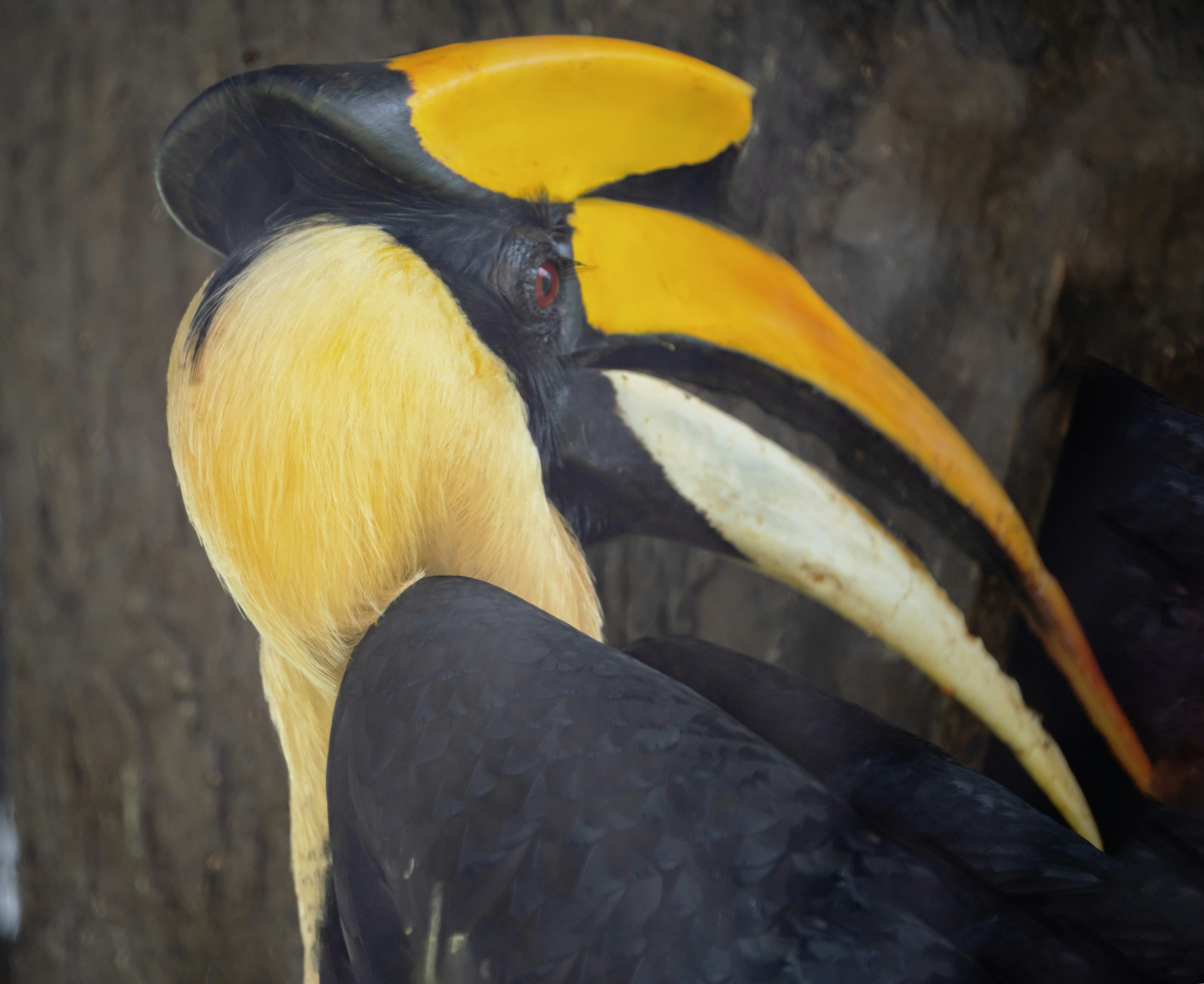 gros plan d’un oiseau avec un grand bec