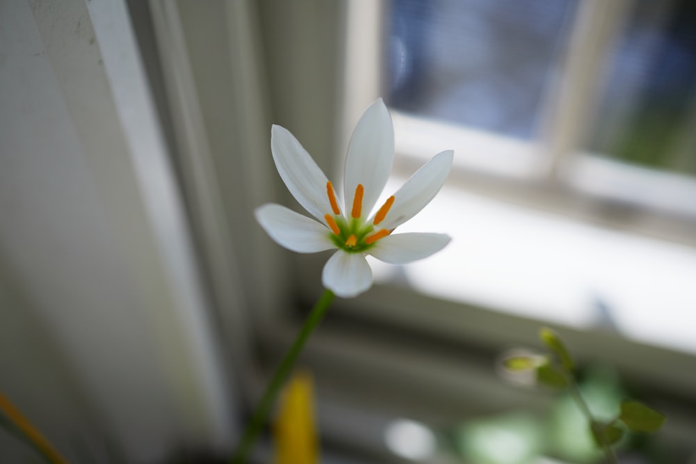 a white flower sitting in a vase next to a window