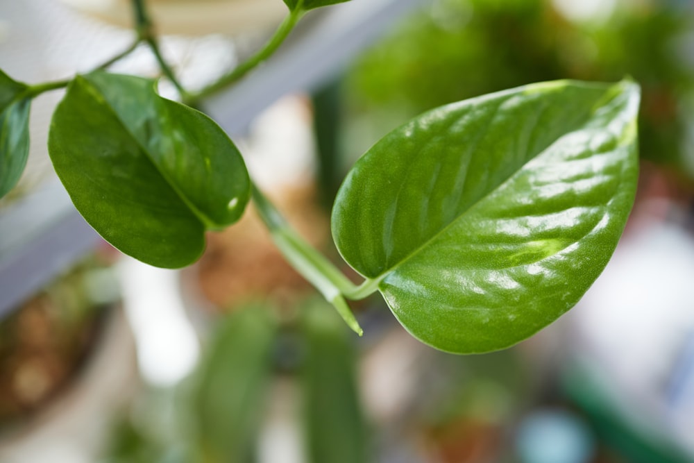 a close up of a green leafy plant