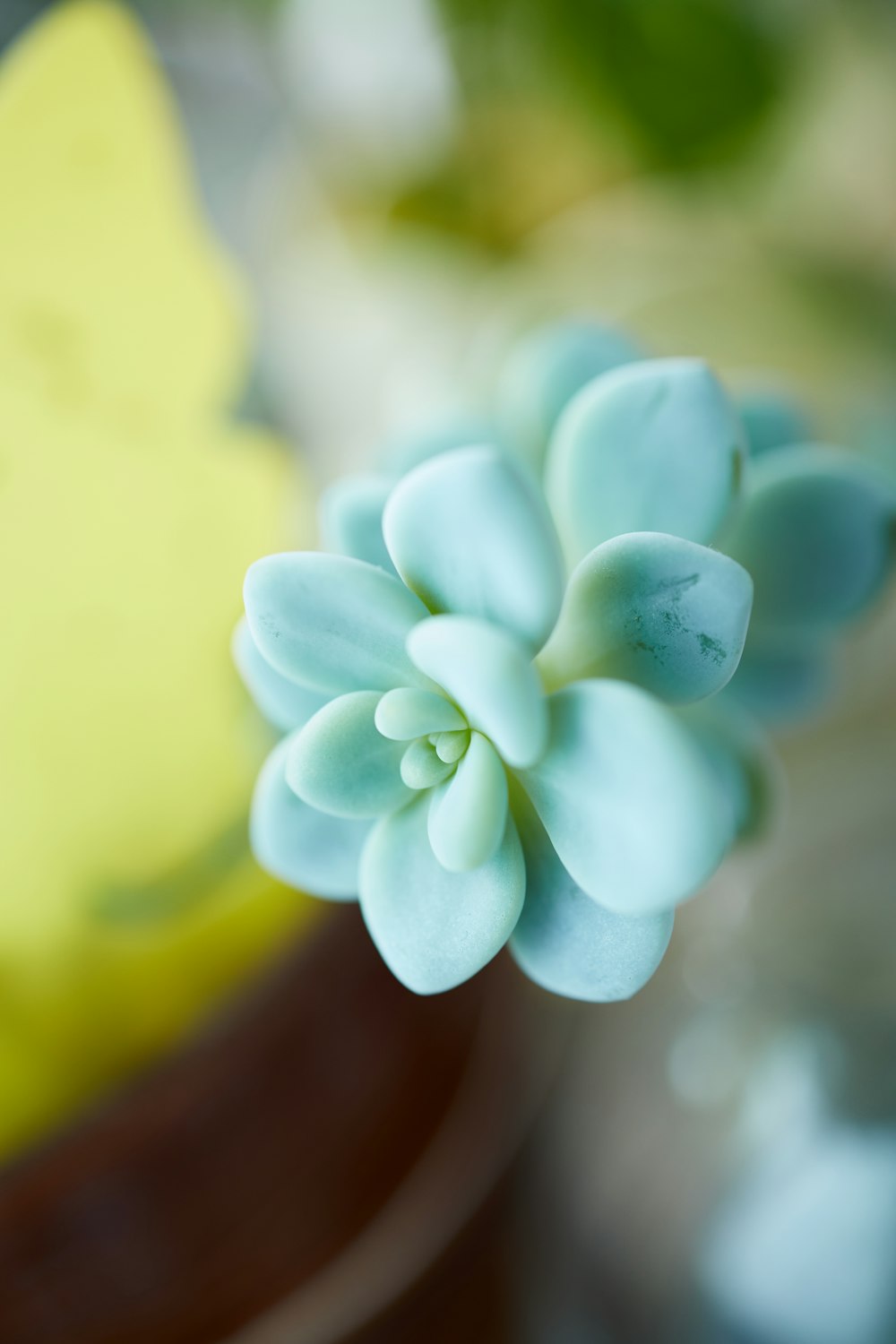 a close up of a small blue flower