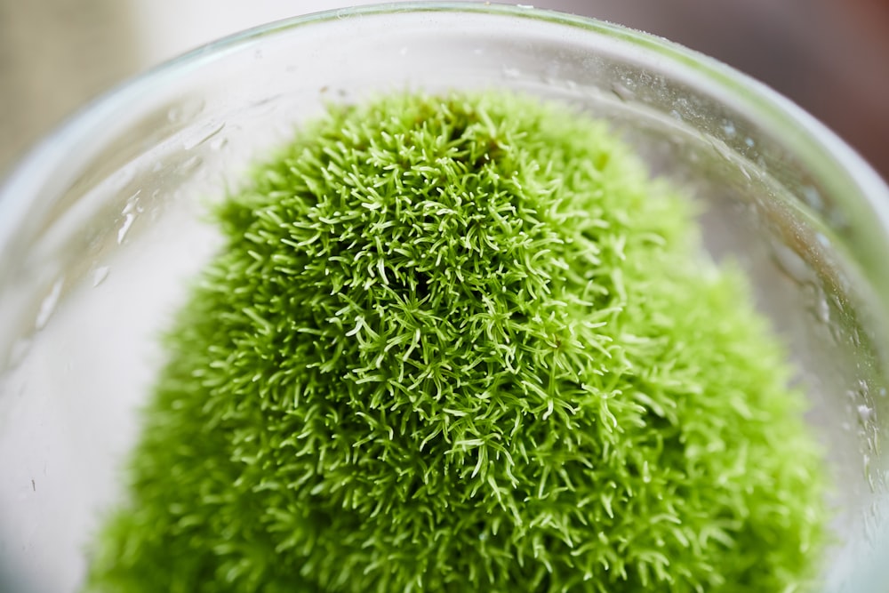 a close up of a glass bowl filled with green moss