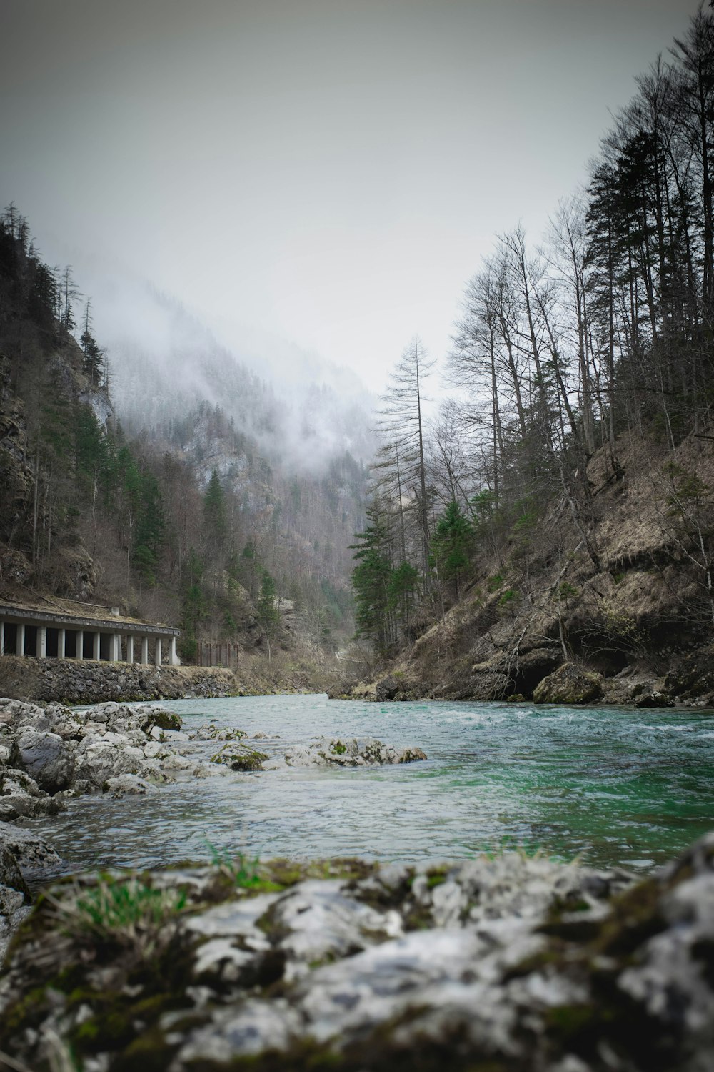 a river running through a lush green forest