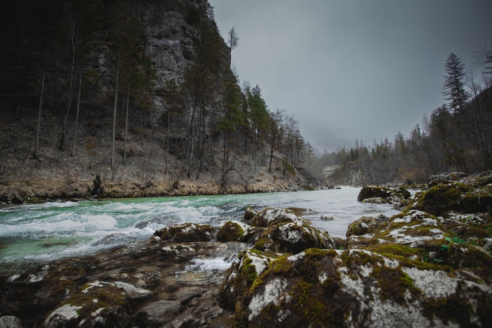 a river flowing through a lush green forest